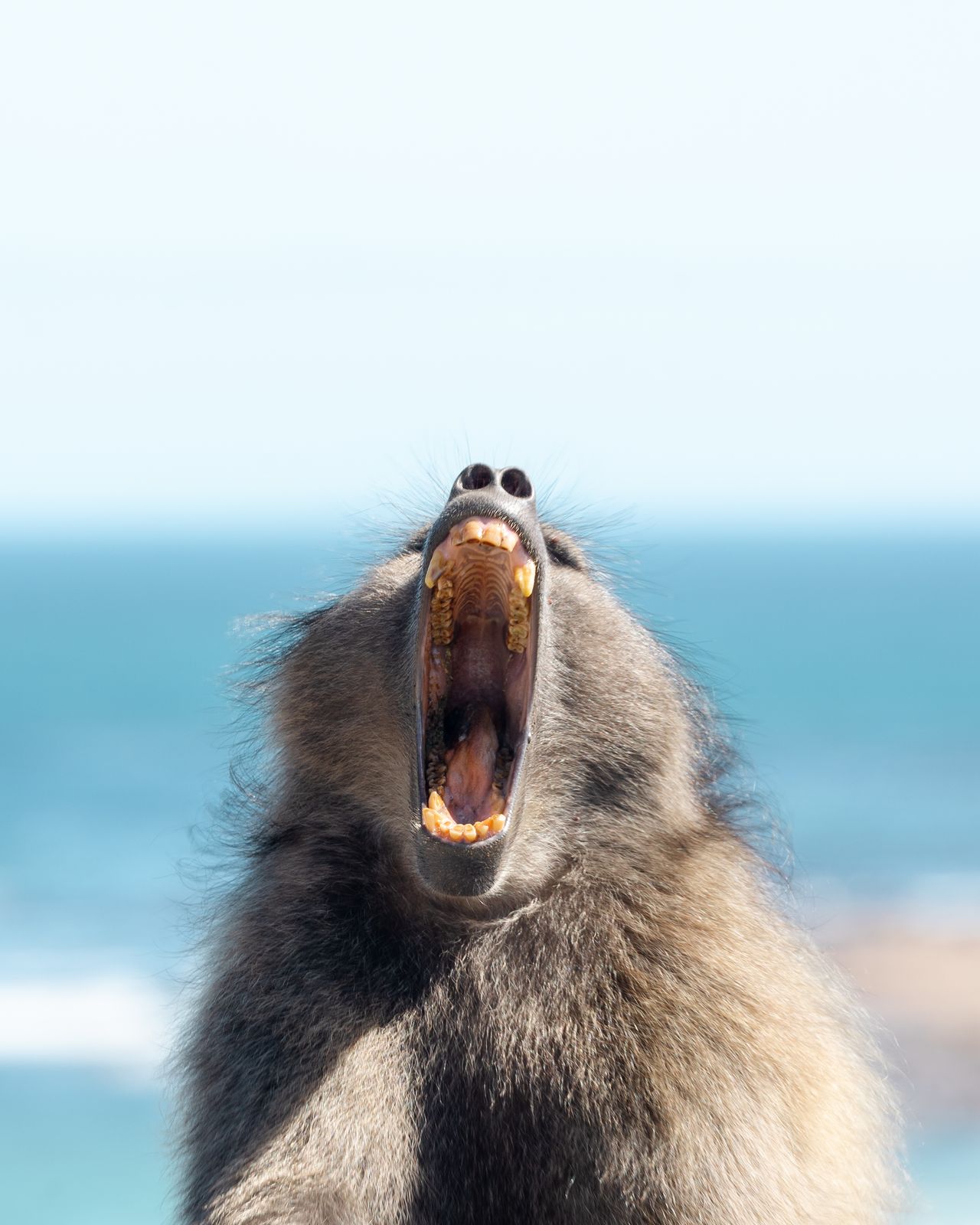 A chacma baboon above the sea
