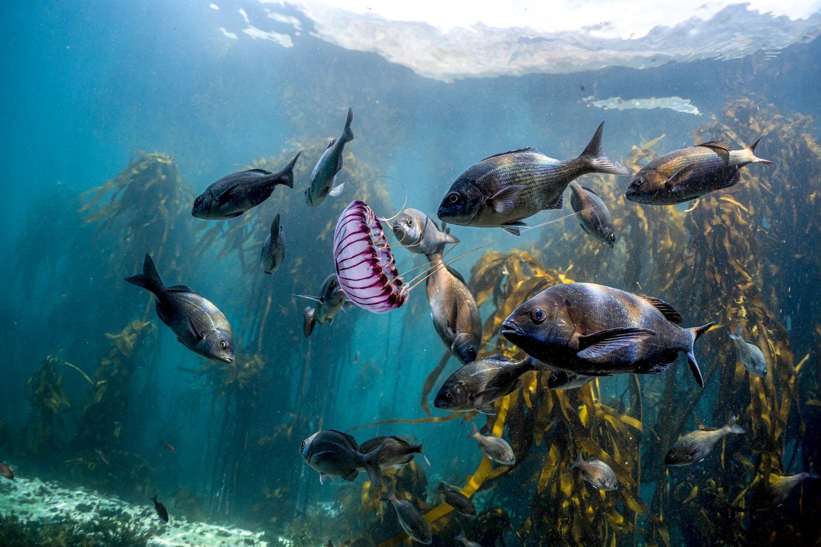 Fish and a jellyfish in the kelp