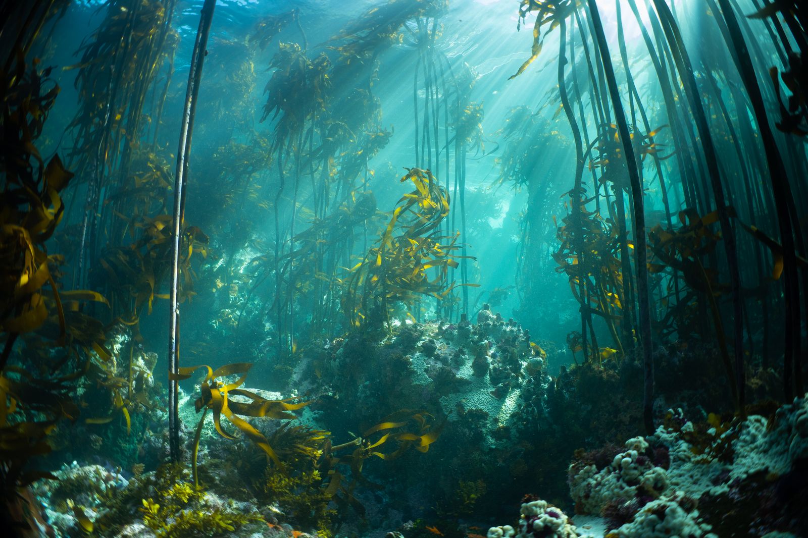 Kelp forest in False Bay