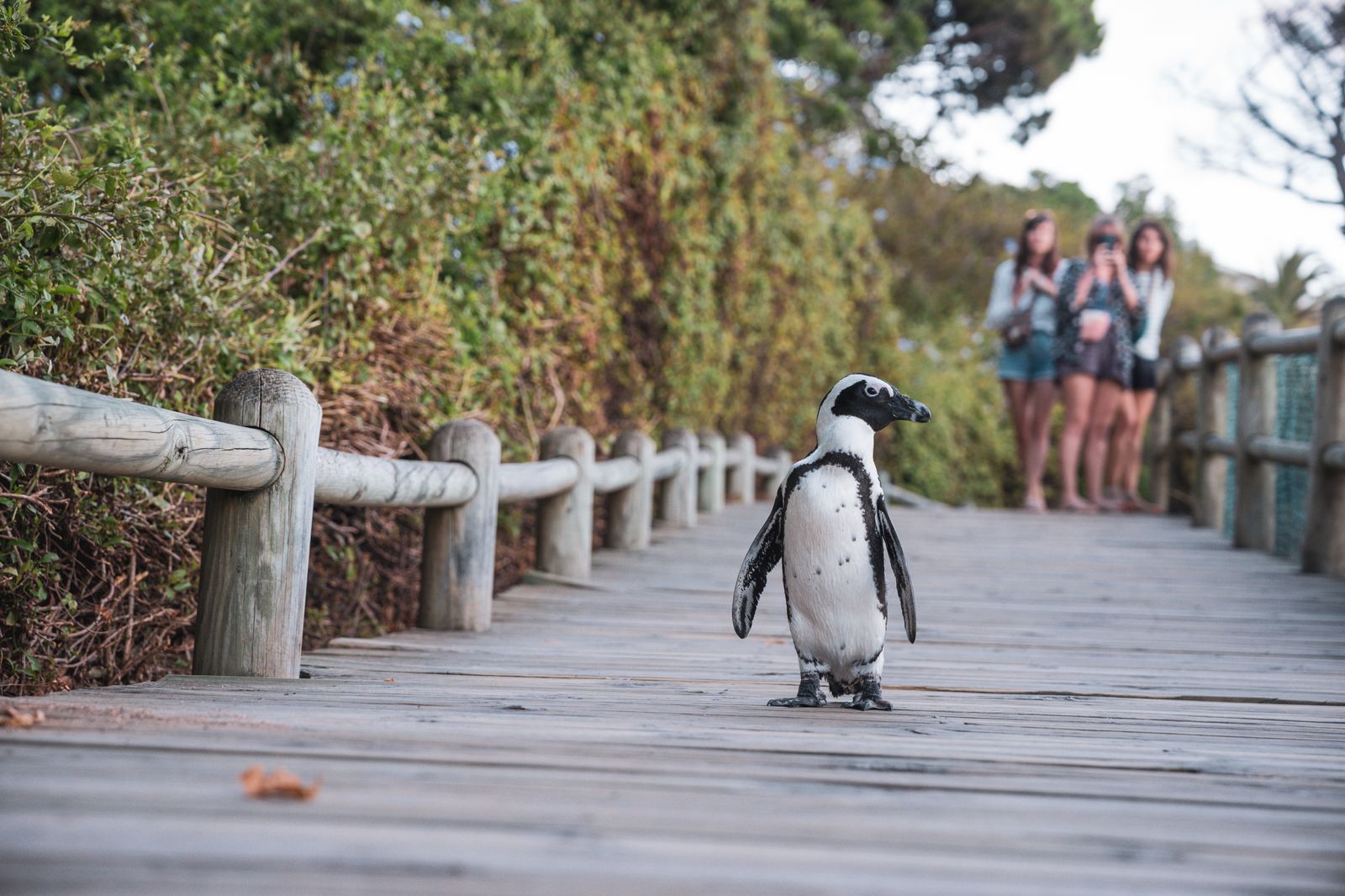 An African penguin on the boardwalk at Boulders