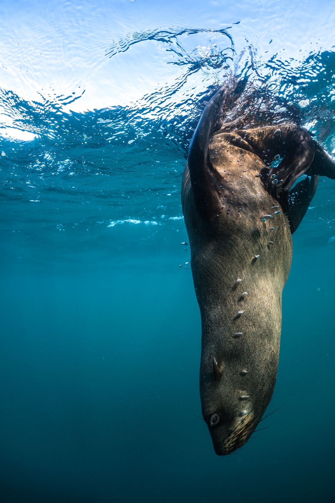A Cape fur seal diving beneath the surface