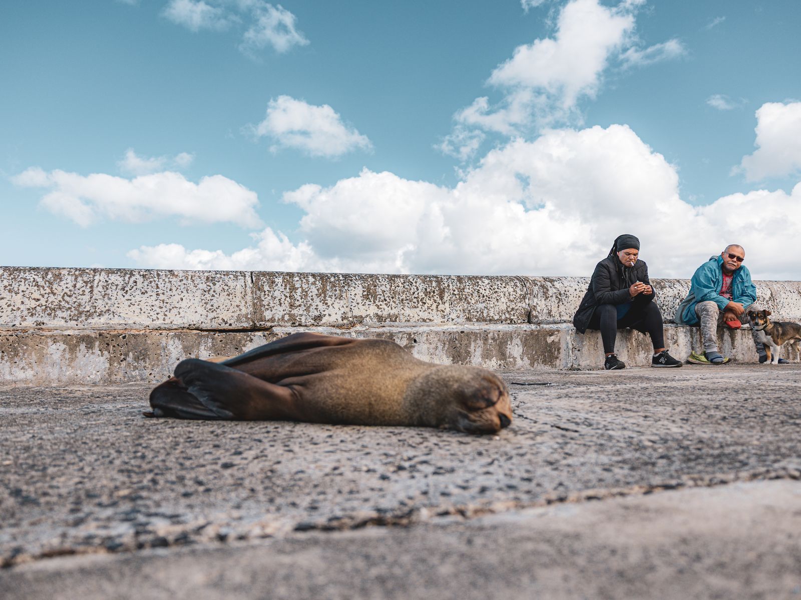 A Cape fur seal asleep on the promenade