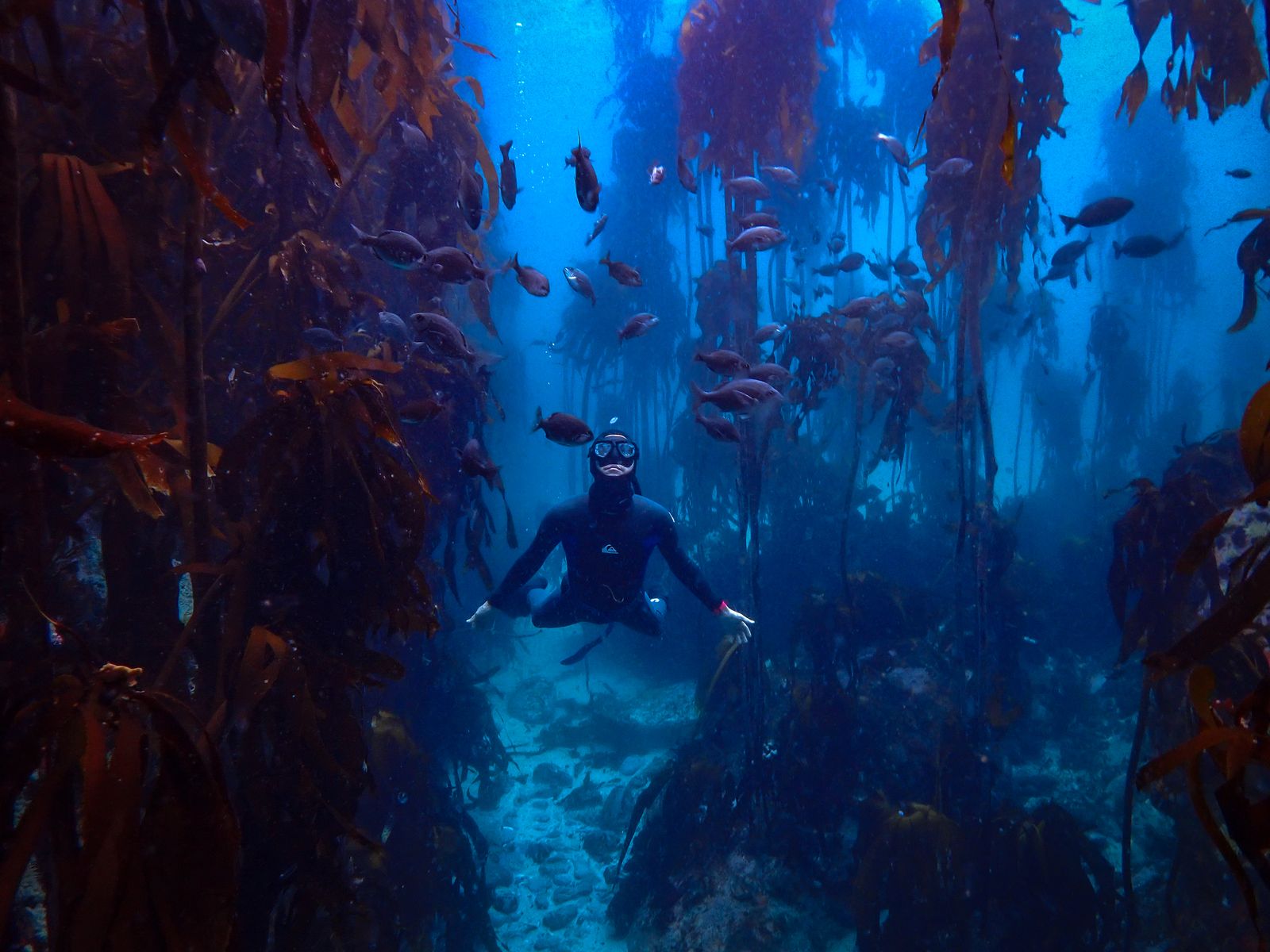 Freediver among kelp and fish