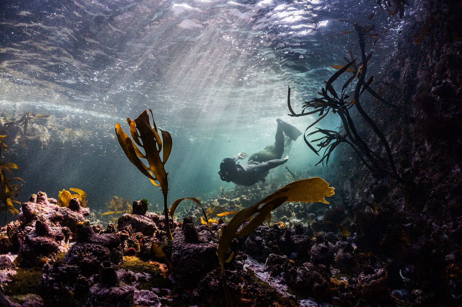A freediver under the surface of a kelp forest